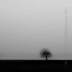 View 'Two Trees, One Photography' in a higher resolution 'Two Trees, One Photography' in a higher resolution