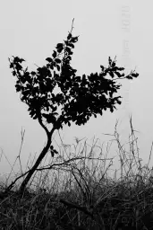 View 'Bäumchen im Nebel' in a higher resolution 'Bäumchen im Nebel' in a higher resolution