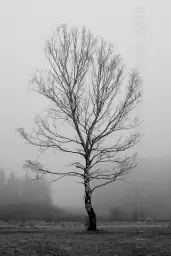 View 'Birke im Nebel' in a higher resolution 'Birke im Nebel' in a higher resolution