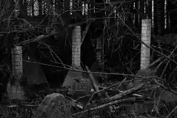 'columns in the forest' in a higher resolution