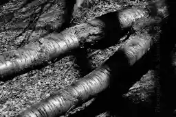 'torso in the forest' in a higher resolution