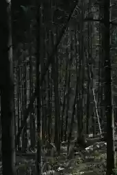 'triangle in the forest' in a higher resolution